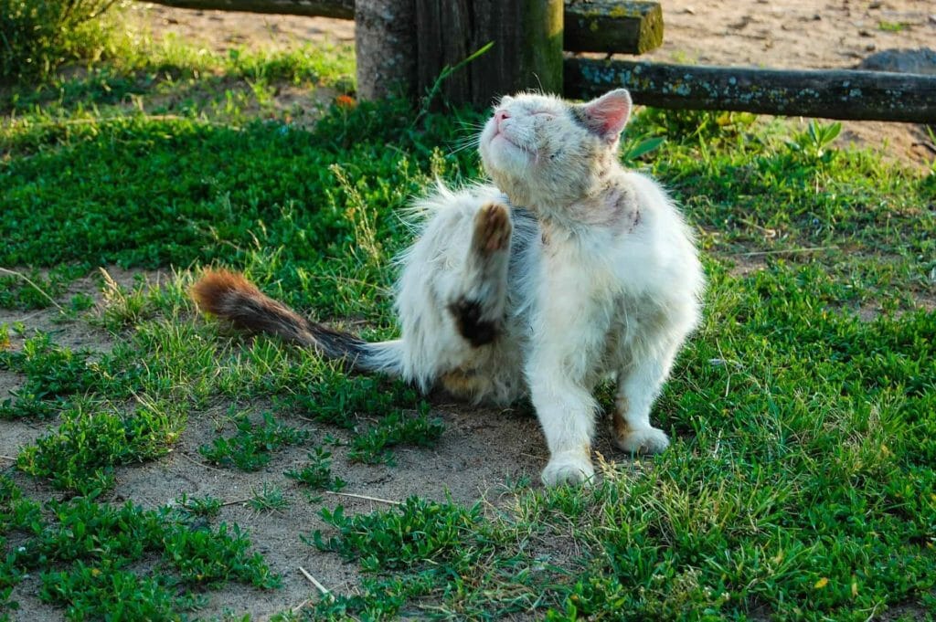 como-actuar-ante-una-plaga-de-pulgas-en-el-hogar